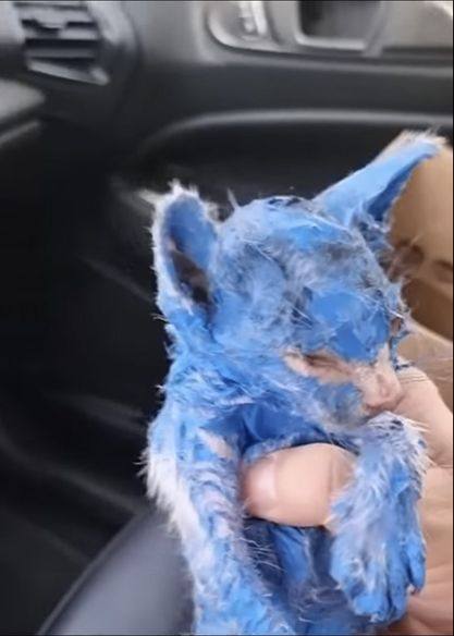 This poor kitten was dyed with toxic blue paint and thrown out in the rain — but rescuers helped her make a stunning transformation 😮💙