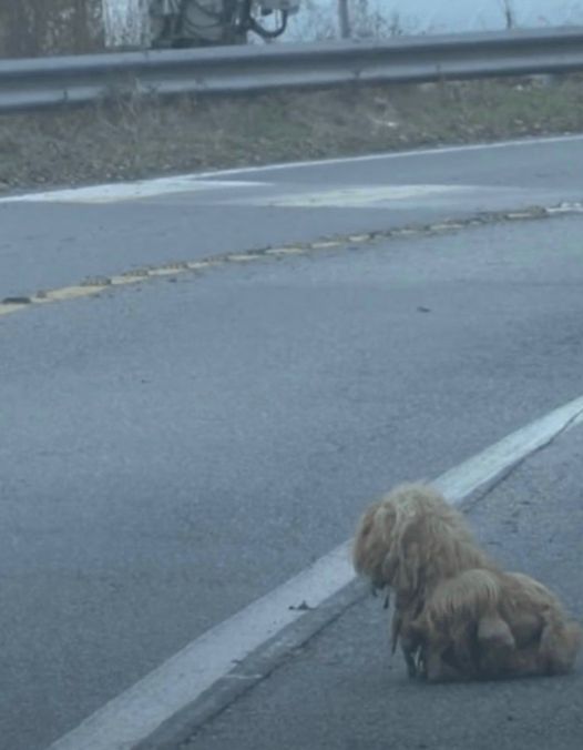 Matted Dog Ceaselessly Glares At Cars For 2 Years Hoping Her Owner Returns But That’s Not All..