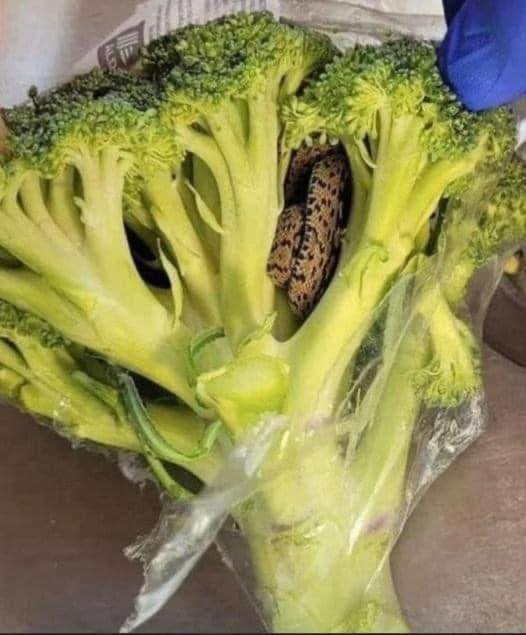 Horrified man finds something unbelievable in a bag of broccoli 🥦he purchased from Aldi…