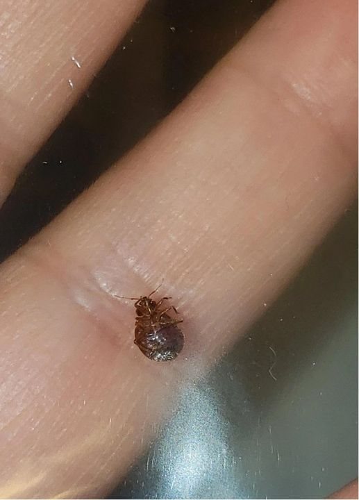 Is this a tick or a bed bug? Found it on our couch. We have NO idea where it came from. Should we be worried? Methods for eliminating bed bugs is below