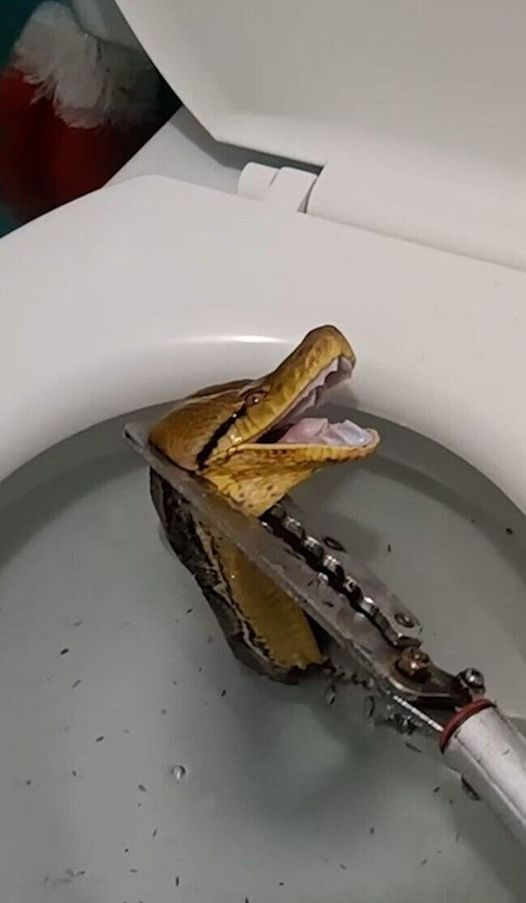 In a startling turn of events, while entering the toilet, a snake’s head suddenly emerged from the toilet, causing screams to echo throughout the house. The officers joined forces to capture it, measuring over 12 feet in length. 😱