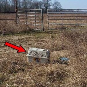 Bikers see an abandoned cage and what they find inside changes their lives forever