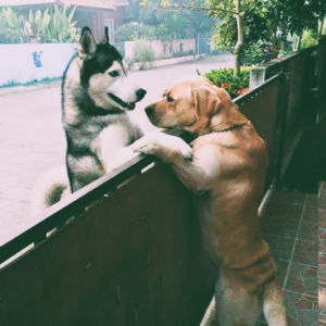 A lone dog crosses the street to give his best pal a fence hug.