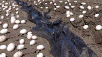 Farmer Finds Hundreds Of Strange Eggs In His Crops – But When They Hatch, He Bursts Into Tears. See it below!