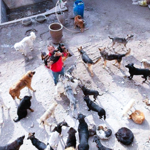 A millionaire converted a slaughterhouse into a dog sanctuary with his wealth.