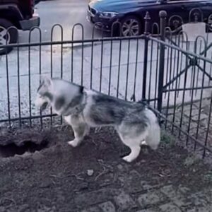 Nobody understood why this dog kept digging, but in the end he saved the whole neighborhood. See it below