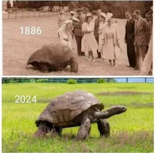 The same animal between 1886 and 2024
