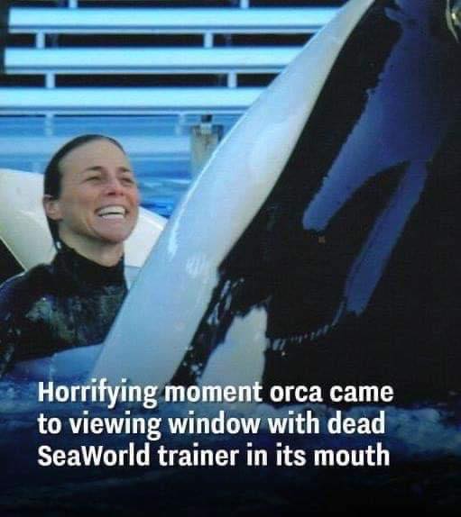 SeaWorld trainer yelled ‘my neck is broken’ after being body slammed by most dangerous orca