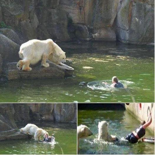 A 32-year-old woman was atta cked by a polar bear after she jumped into their enclosure at the Berlin Zoo.