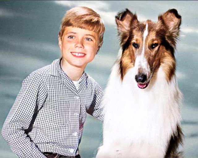 He Was Timmy on Lassie: The Remarkable Life and Career of Jon Provost. How does he look today?