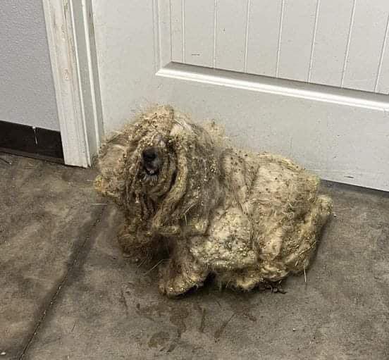 Shelter rescues neglected dog covered in three pounds of matted fur — he looks completely different after makeover