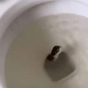 Man Finds “Snake” In His Bathroom – When Expert Sees It, He Whispers: “That’s Not A Snake…”